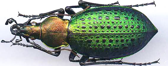 http://www.gorodinski.ru/carabus/Coptolabrus smaragdinus mandschuricus.jpg